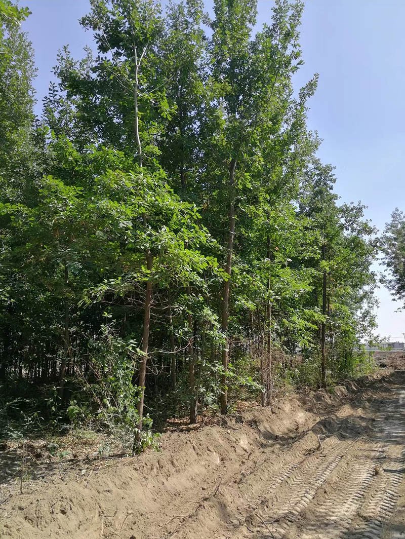 新疆昊成農(nóng)林有限公司2023年預售